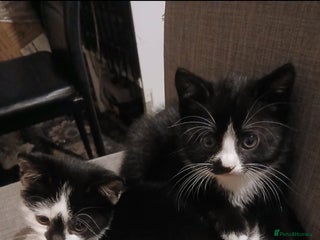 Mixed Breed cats Two beautiful kittens - Advert 1