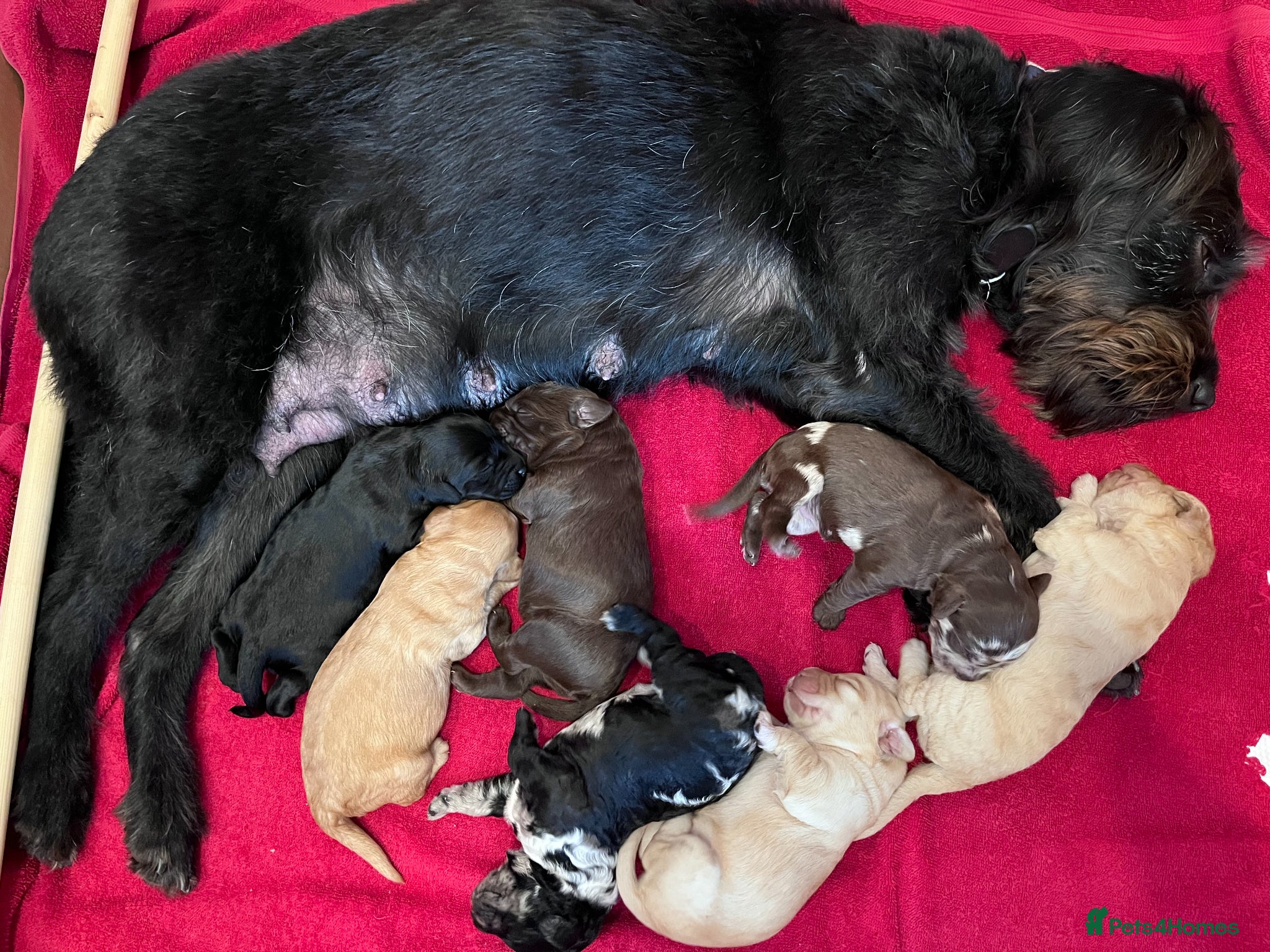 Labradoodle dogs for sale: Labradoodles (F1B) in Kensington, London W8 - Advert 1