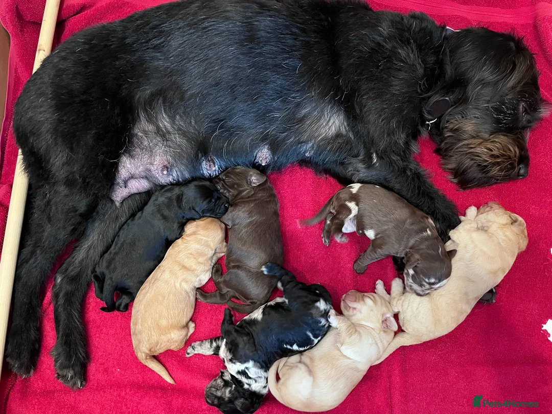 Labradoodle dogs for sale: Labradoodles (F1B) in Kensington, London W8 - Advert 1