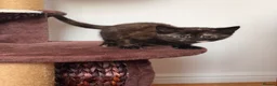 Mixed Breed cats for sale: 5 long hair fluffy kittens 🐱🐱 - Advert 5