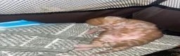 Mixed Breed cats for sale: Beautiful kittens for sale ,ready  end of July  - Advert 18