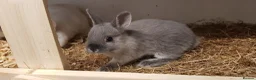 Netherland Dwarf rabbits for sale: Pure netherland dwarfs from BRCregistered parents in Pontypridd - Advert 8