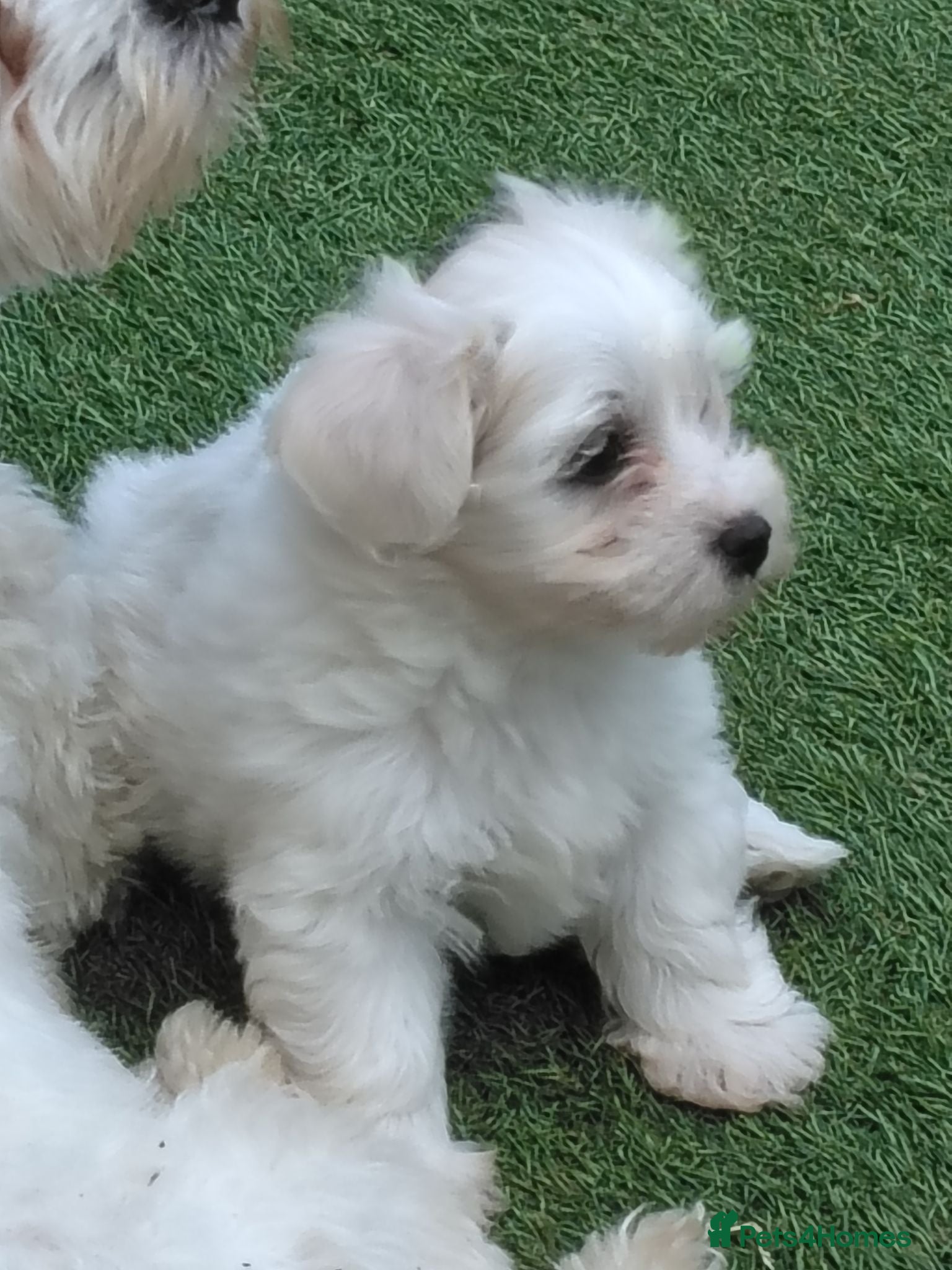 Bichon Frise dogs Bichon puppies - Advert 5