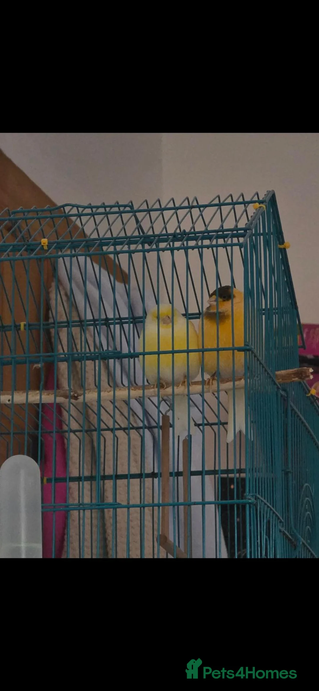 Canaries birds for sale: Two Lovely Canaries Looking for a New Home - Advert 10
