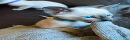 Siamese cats for sale: Gorgeous Siamese kittens!!! - Advert 4