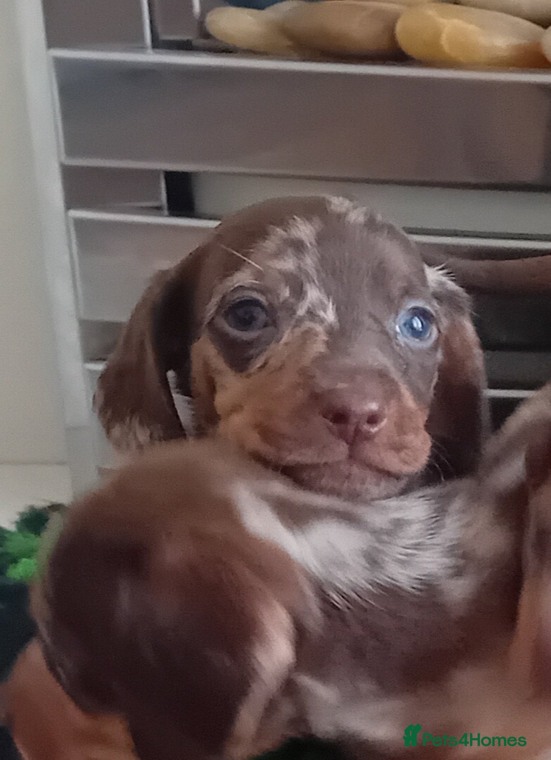 Miniature Dachshund dogs for sale: *READY TO GO* Miniature Daschund Puppies - Image 10