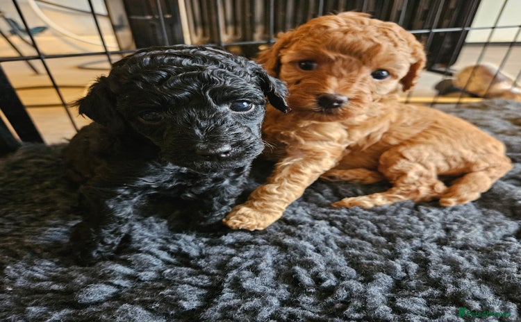 Miniature Poodle dogs Beautiful Health Tested Poodles - Advert 16