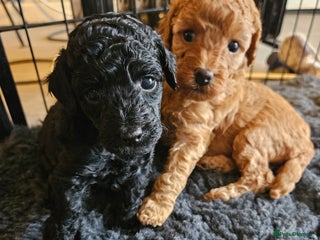 Miniature Poodle dogs Beautiful Health Tested Poodles - Advert 5
