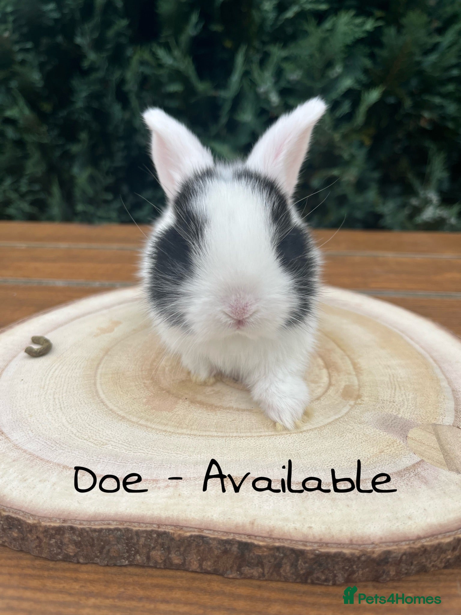 Mini Lop rabbits Mini Lop Babies - Ready to leave end of July  - Advert 13