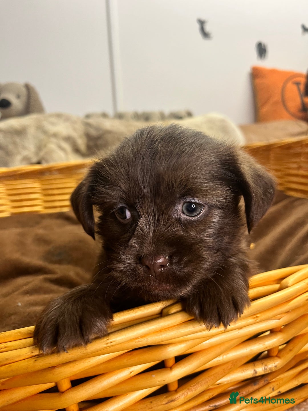 Jack Russell dogs for sale: Beautiful Broken Coated  - Advert 10