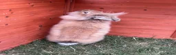 Lionhead rabbits for sale: Double mained lion head rabbit - Advert 3