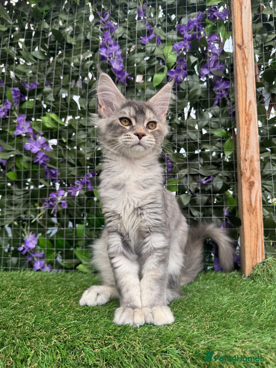 Maine Coon cats for sale: Russian bloodline Maine Coon Kittens 20+Gen! 🏆 - Image 4