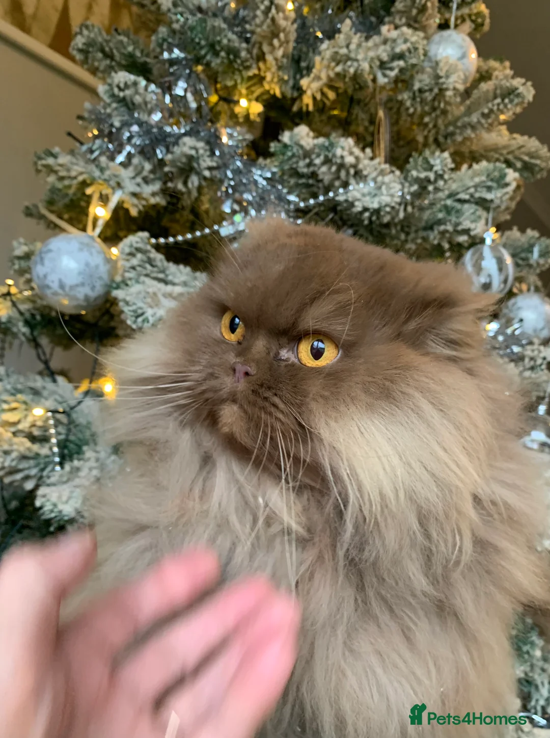 British Longhair cats for sale: British long hair adults  - Advert 8