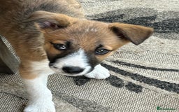 Border Collie dogs for sale: Border collie puppies  - Image 9