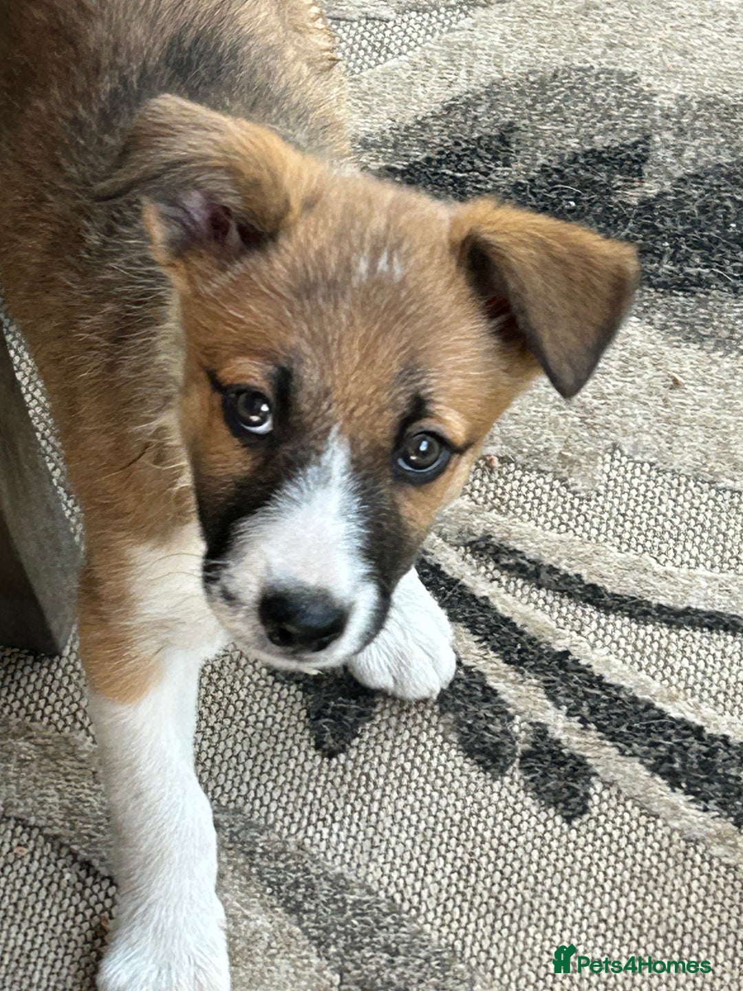 Border Collie dogs for sale: Border collie puppies  - Image 9