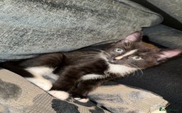 Mixed Breed cats for sale: Kittens ready to leave tomorrow ✨ - Image 2