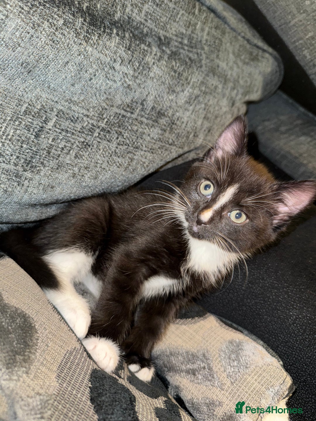 Mixed Breed cats for sale: Kittens ready to leave tomorrow ✨ - Image 2