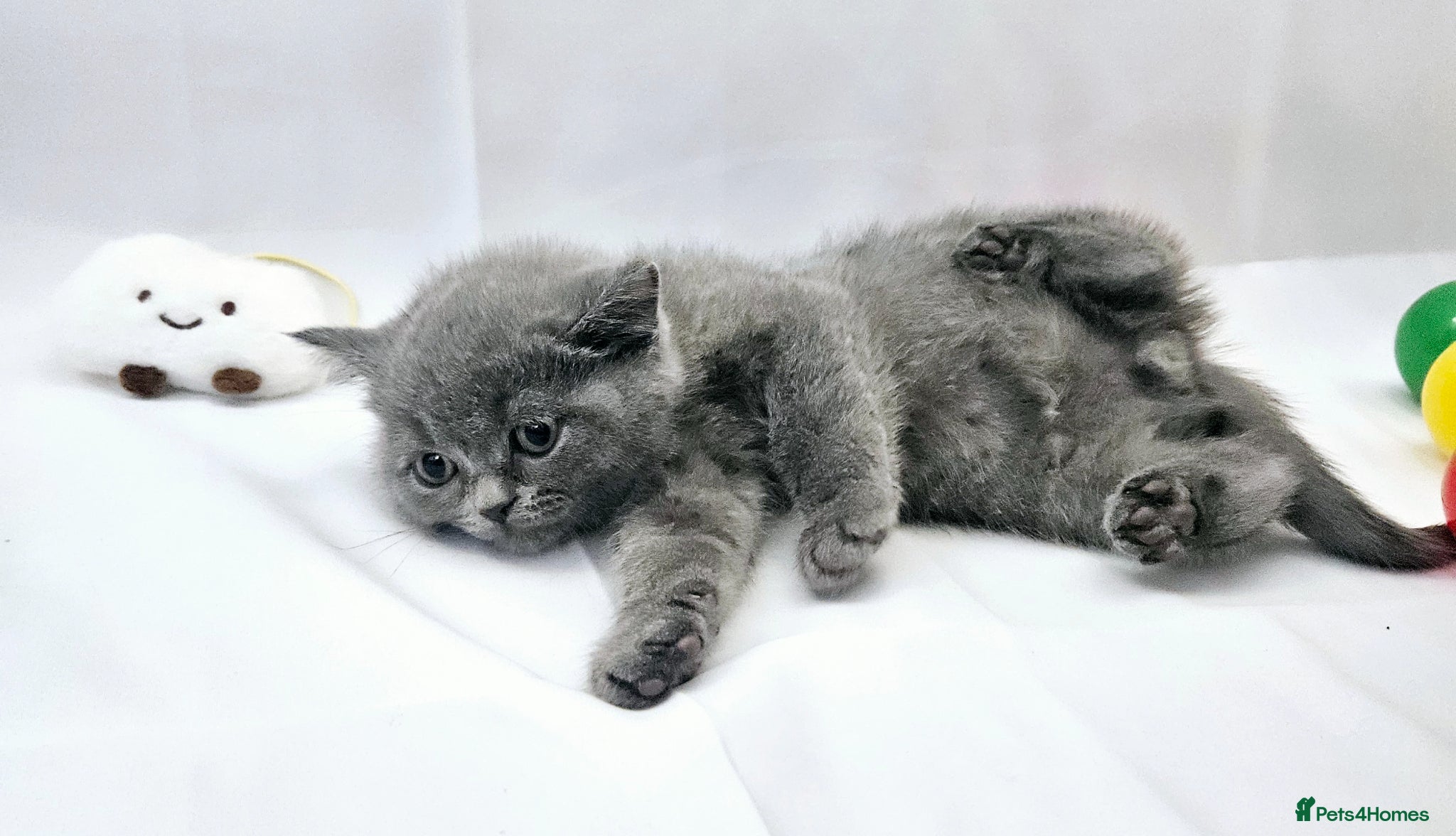 British Shorthair cats BRITISH SHORTHAIR KITTENS READY 1ST OF MAY 2026 - Advert 2