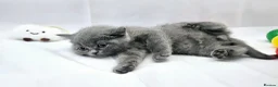 British Shorthair cats for sale: BRITISH SHORTHAIR KITTENS READY 1ST OF MAY 2026 - Advert 2