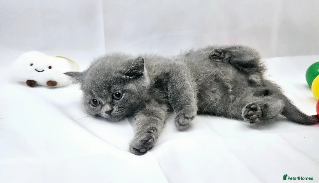 British Shorthair cats for sale: BRITISH SHORTHAIR KITTENS READY 1ST OF MAY 2026 - Advert 2