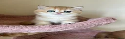 British Shorthair cats for sale: Quality Golden Kittens - Advert 17
