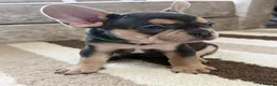 French Bulldog dogs for sale: 🌟Last 4 Exceptional French Bulldogs- Ready Now!🐾 - Advert 18