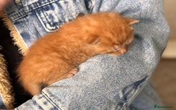 Mixed Breed cats for sale: Stunning kittens  - Image 6