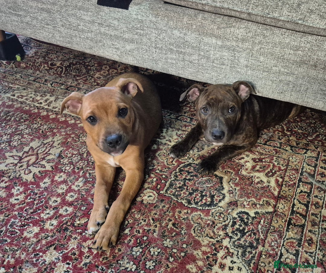 Staffordshire Bull Terrier dogs for sale: 4 female staffy pups - Image 9