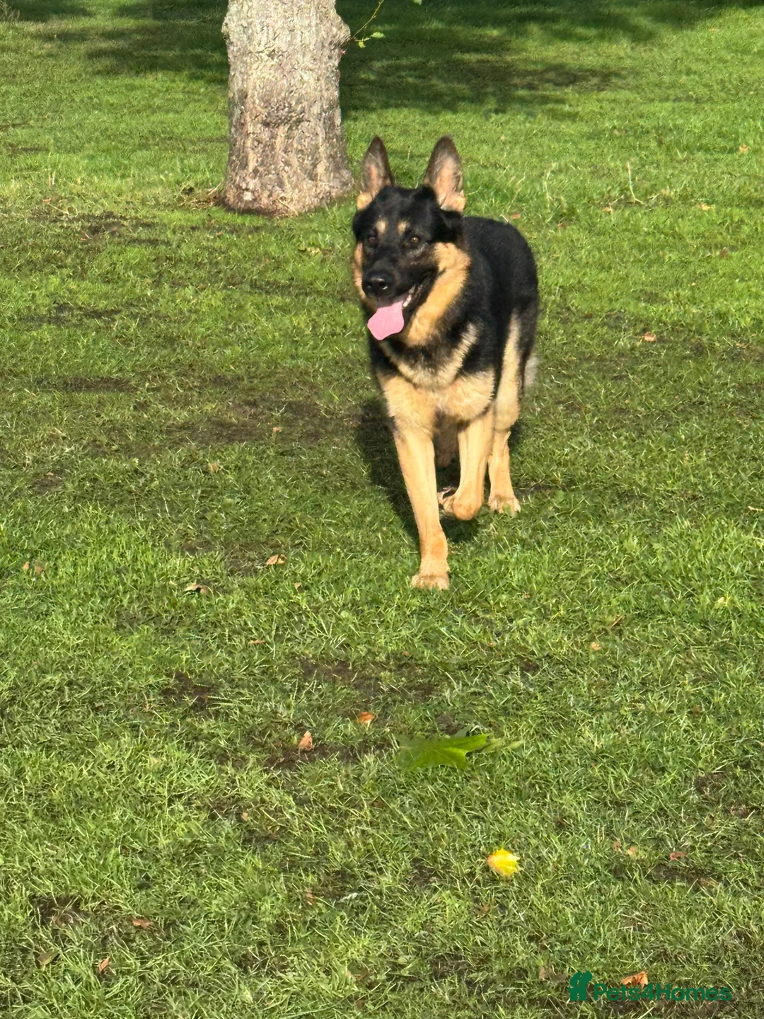 German Shepherd dogs for stud: “Cupid” for stud  - Advert 2