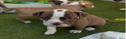 Mixed Breed dogs for sale: Olde Tyme x American bulldogs in Glasgow - Advert 12