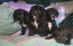 Mixed Breed dogs for sale: St Bernadoodle -READY NOW 🥰 1 Girl remaining 🩷 - Image 8