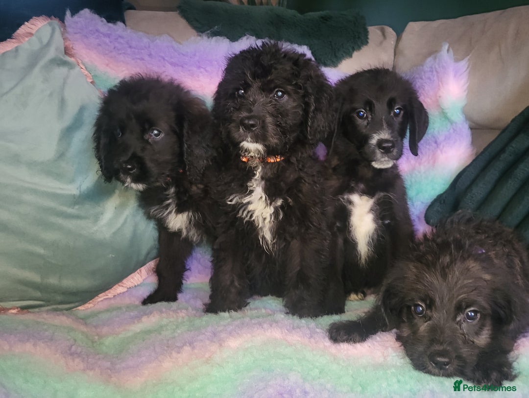 Mixed Breed dogs for sale: St Bernadoodle -READY NOW 🥰 1 Girl remaining 🩷 - Image 8