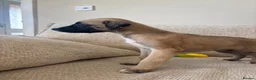 Mixed Breed dogs for sale: Whippet x lurcher pups - Advert 19