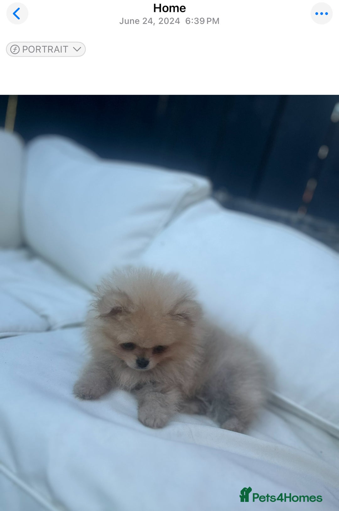 Pomeranian dogs for stud: Prince George Bridgeton 👑 - Advert 32
