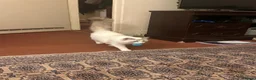 Ragdoll cats for sale: Yuki the Ragdoll in Newcastle upon Tyne - Advert 5