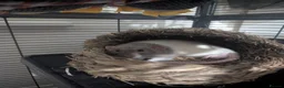 Rat rodents for sale: Two male rats (read description please) in Poole - Advert 8