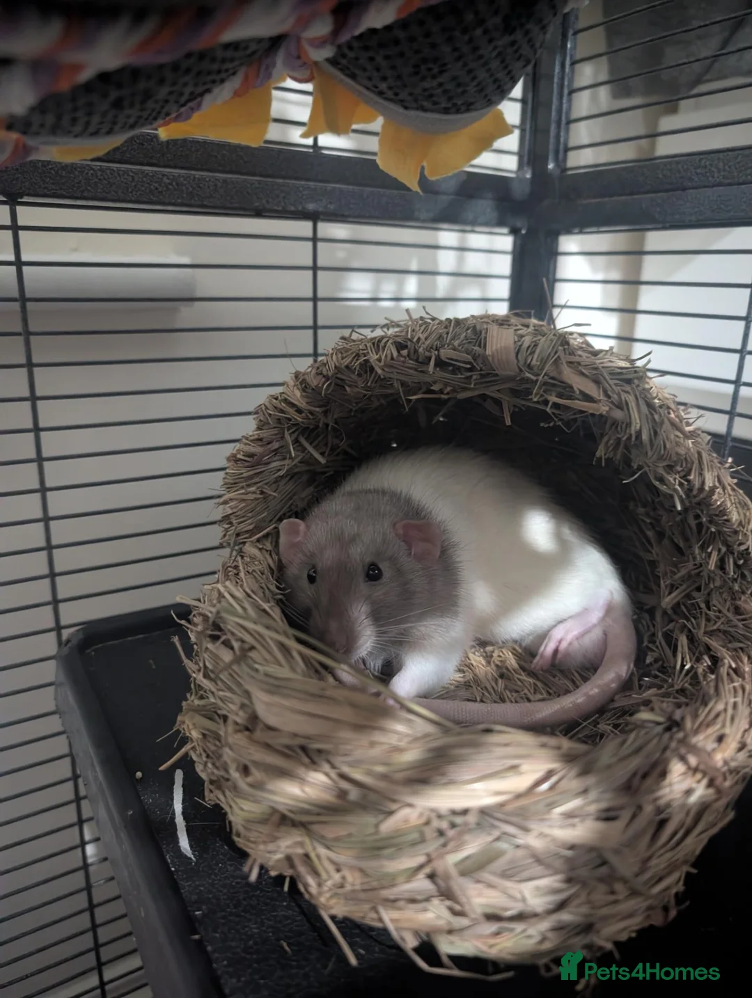 Rat rodents for sale: Two male rats (read description please) in Poole - Advert 8