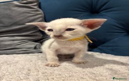 Siamese cats for sale: ✨Gorgeous GCCF registered kittens✨ - Image 13