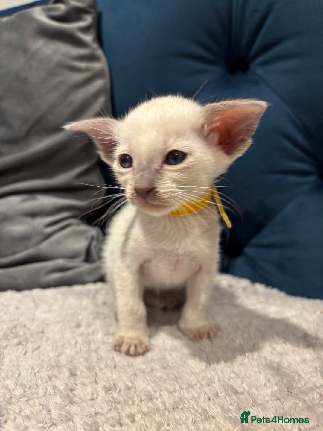 Siamese cats for sale: ✨Gorgeous GCCF registered kittens✨ - Image 13