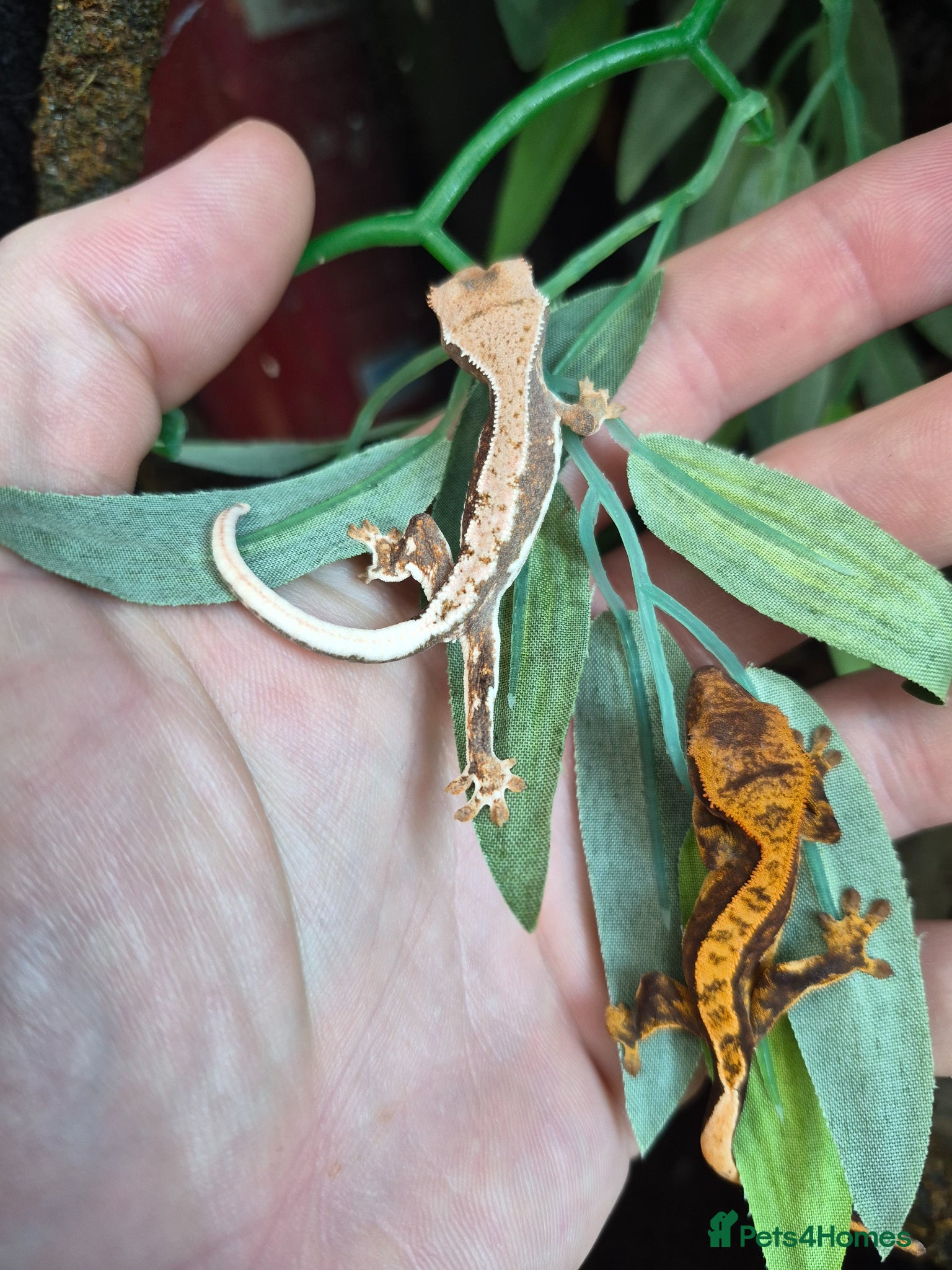 Gecko reptiles Lily white crested geckos - Advert 1