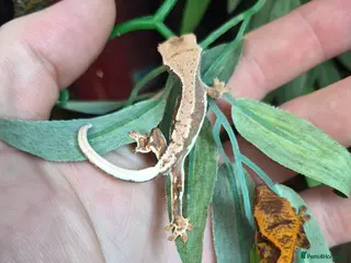 Gecko reptiles for sale: Lily white crested geckos - Advert 2