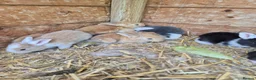 Continental Giant rabbits for sale: Rabbit in Skelmersdale - Advert 1
