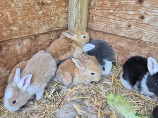 Continental Giant rabbits Rabbit - Advert 10