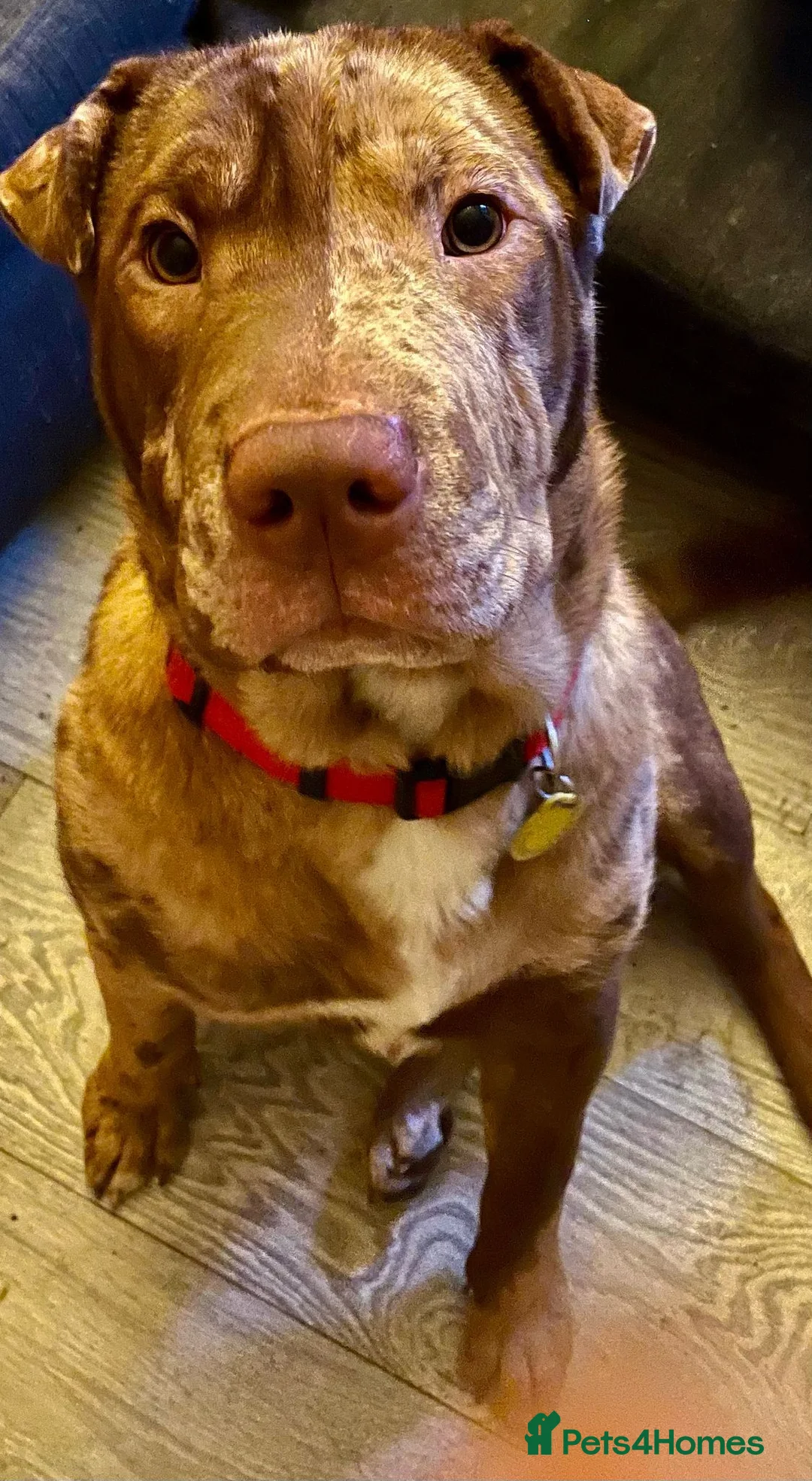 Mixed Breed dogs for sale: boy Bull x sharpie in London - Advert 2