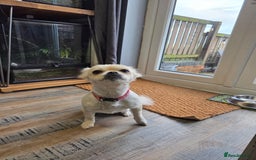Chug dogs for sale: Lovely female chug for adoption - Image 5