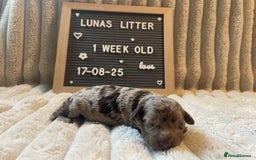 Cockapoo dogs for sale: F1bb Cockapoo puppies - Image 9