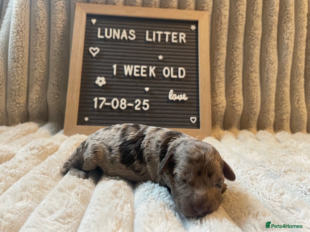 Cockapoo dogs for sale: F1bb Cockapoo puppies - Image 9