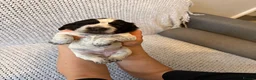 Cocker Spaniel dogs for sale: Outstanding Quality Puppies- Cocker Spaniel  - Advert 12