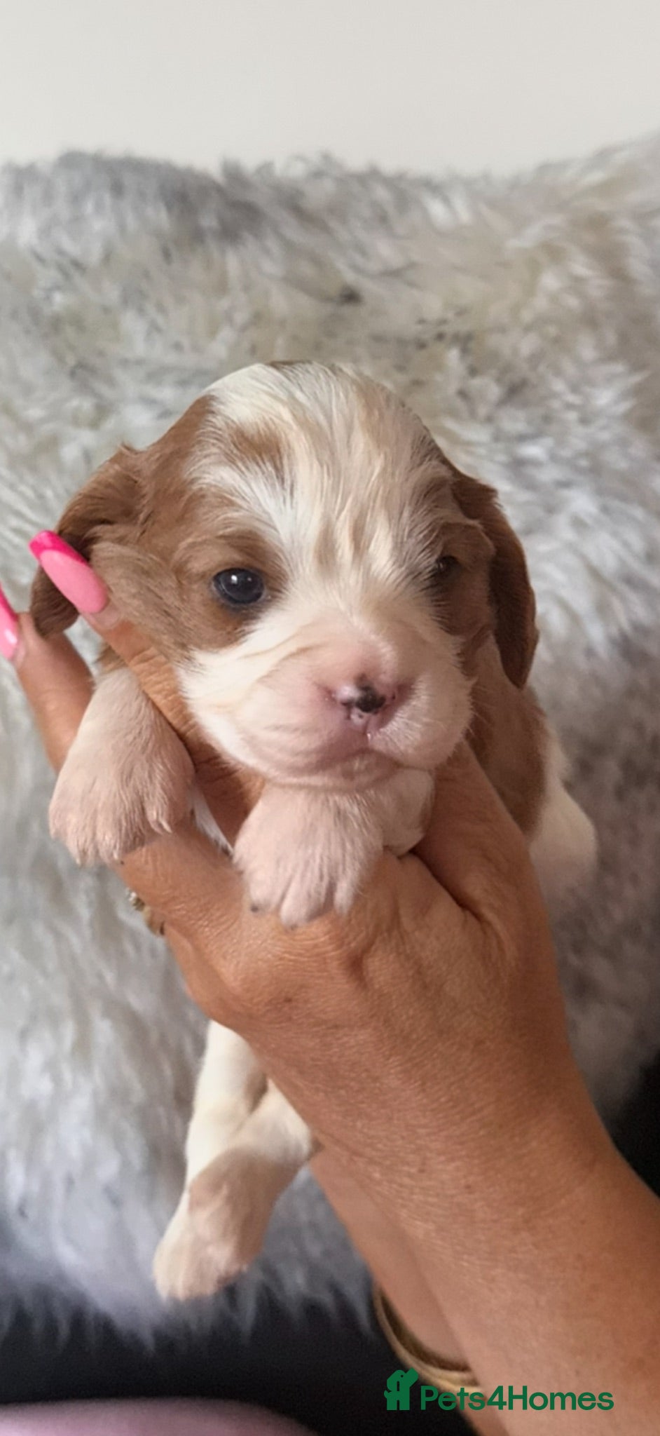 Cavalier King Charles Spaniel dogs 🐶Kc cavalier dna clear puppies 🐶 - Advert 2