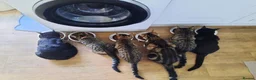 Mixed Breed cats for sale: Clyde and Reuben  in Exeter - Advert 6